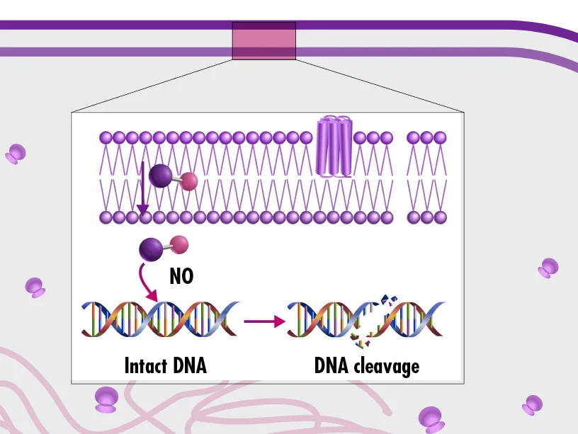 diagrama